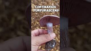 WILD MUSHROOM Cortinarius purpurascens shorts [upl. by Airotkciv]