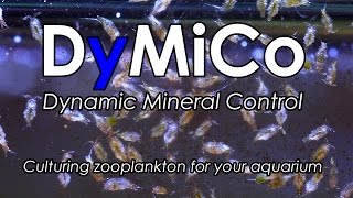 DyMiCo video tutorial  Zooplankton culture [upl. by Geordie352]