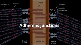 Adherens junctions [upl. by Neehahs339]