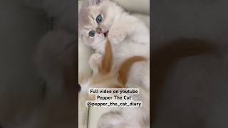 2 month old kitten cat playing with feather bell stick toy short ver [upl. by Bartolome413]