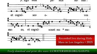 ii post Pascha • Second Alleluia “Ego Sum Pastor Bonus” [upl. by Materi]