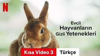 Evcil Hayvanların Gizli Yetenekleri Sezon 1 Kısa Video 3  Türkçe fragman  Netflix [upl. by Ailliw]