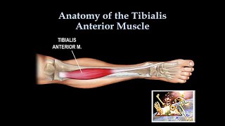 Anatomy Of The Tibialis Anterior Muscle  Everything You Need To Know  Dr Nabil Ebraheim [upl. by Belsky331]