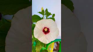 Chinese🇨🇳erysipelasHibiscus rosasinensis chinese flowers flower hibiscus flowerpot [upl. by Redwine]