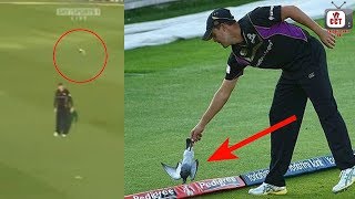 Pigeon died by fielders throw  Cricket injuries  Cricket rare moments [upl. by Kamaria689]