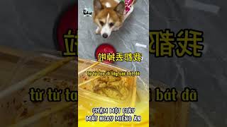 Chậm 1 giây là mất ăn ngay trongphamtv pets [upl. by Had]