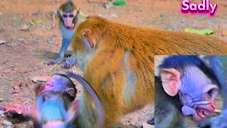 Terrible Bitten Hurt Almost Died For Innocent Baby Monkey [upl. by Sofer]