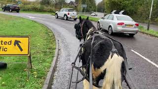 Challenges in Town  with Harry the Mini Cob [upl. by Anny]