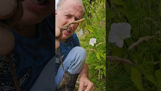 Bindweed calystegia sylvatica invasivespecies permaculture gardening explore adventure [upl. by Dias]