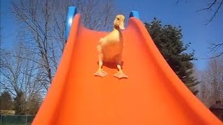 Ducklings on Slides [upl. by Charmain]