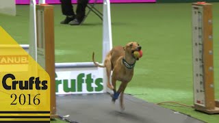 Flyball  Team Final  Crufts 2016 [upl. by Atiuqiram]