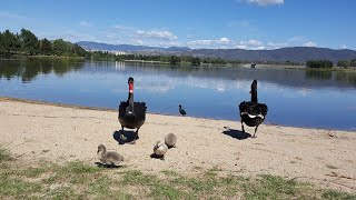 Tuggeranong Town Park Beach  Canberra [upl. by Aymahs]