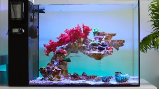 Bringing my Reef Aquarium Back to Life  Blue Reef Tank [upl. by Aloysia343]