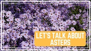 Let’s Talk About Asters 🌸 Colorful Gardener [upl. by Manton]