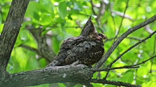 Antrostomus vociferus EASTERN WHIP POOR WILL rocks preens yawn 9087267 [upl. by Rraval819]