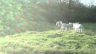 The new born baby lambs running playing amp jumping around the field [upl. by Richara]