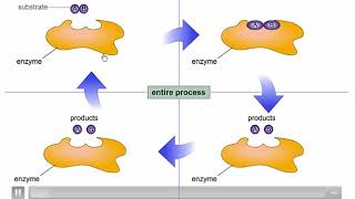 ENZIMAS INTRODUCCIÓN A LA BIOQUÍMICA [upl. by Hanoy]