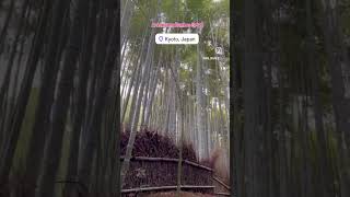 Arashiyama Bamboo Forest📍🇯🇵🎎Arashiyama Bamboo Grove shorts kyotosightseeing [upl. by Pleasant]