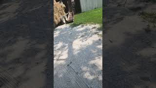 part 2 of helping amish neighbor with hay homestead amishcountry missouri amish horses [upl. by Crespi197]