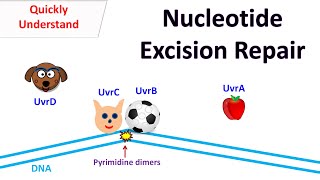 Nucleotide excision repair [upl. by Artsa139]