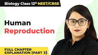 Human Reproduction Full Chapter Explanation Part 3  Class 12 Biology Ch 3 NCERTNEET 202223 [upl. by Accebber]