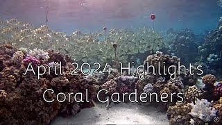 April 2024 Highlights 4k  Coral Gardeners Adopt A Coral [upl. by Nehgam]