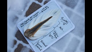 Bucktail  Anatomy Hair Selection What When and WHY [upl. by Aridan59]