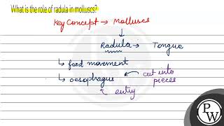 What is the role of radula in molluscs [upl. by Berti]