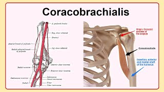 coracobrachialis [upl. by Leeban]