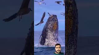 blueshark whale ocean whalefish whaleshark shortsviral [upl. by Riay]