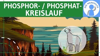 Phosphorkreislauf  Phosphatkreislauf  Element Phosphor Vorkommen amp Kreislauf erklärt  Ökologie [upl. by Eneleahs]