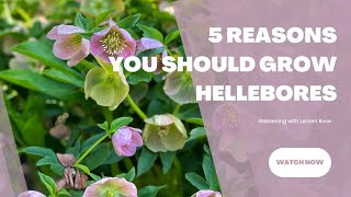 Gardening with Hellebores  5 Reasons You Should Grow Lenten Rose  Brick ’n Blooms [upl. by Rossy]