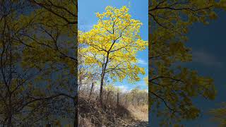 Árbol de Chicala Aipe Huila Colombia ❤️🇨🇴 [upl. by Romine]