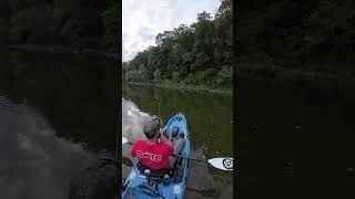 Rock Bass on Crooked Creek  Kayak Fishing  Bonafide RVR 119  Nature [upl. by Orelee795]