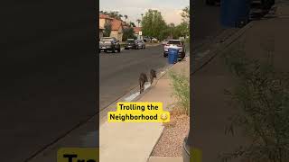 Javelina Taken Over Neighborhood shorts javelina aniamls desert hunting [upl. by Aridan165]