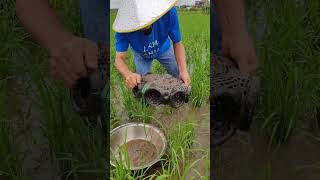 乡村稻田里泥鳅真是非常的多There are really a lot of loaches in the rice fields in the countryside fishing 農村生活 [upl. by Galitea]