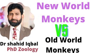 New World vs Old World Monkeys platyrrhine Catarrhine Gibbon Bibbon  Gorilla  Prehensile tail [upl. by Enicul]