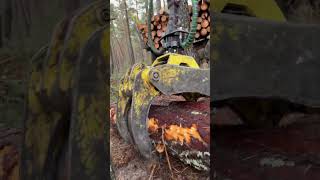 “Future tech in forestry  Hightech loader in action” automobile harvester forest viralvideo [upl. by Noslrac]