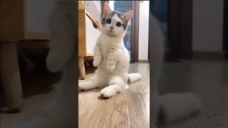 The Way Munchkin Cats Sit Is Too Cute 😺 [upl. by Yelbmik]