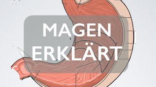 Magen  Organ  Medizin Grundlagen [upl. by Siletotsira667]