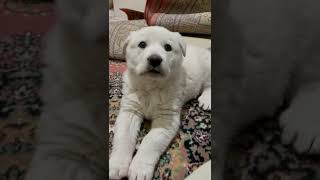 Akbaş yavrusu Akbash puppy yavru köpek big white puppy [upl. by Yenetruoc]