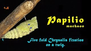 Swallowtail Papilio machaon five fold Chrysalis fixation on a twig 4K [upl. by Ruthe]