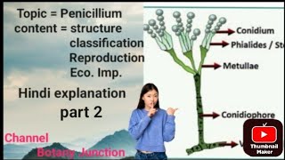 topic  Penicillium for Bsc botany unit  Mycology part 2 [upl. by Randa28]