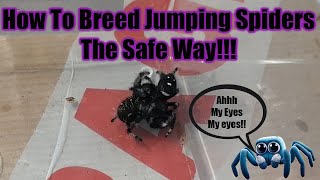 How To Breed Jumping Spiders  The Safe Way [upl. by Ennovi849]