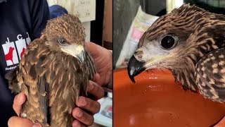 Birds Fall From the Sky in India Because of Heatwave [upl. by Egduj]