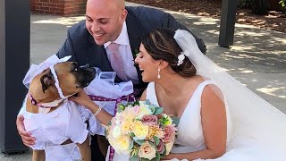 Dog Wearing Wedding Dress Upstages Rhode Island Bride [upl. by Ainahtan]