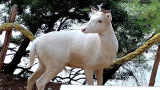 Albino Damhirsche seltene weisse Hirsche in Kroatien Cres [upl. by Sauers]