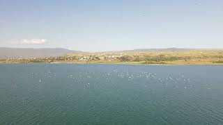 Tbilisi Sea seagulls [upl. by Templeton]