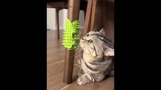 cat catoftiktok catlover cutecat kitten clean pets cattoys catbrush [upl. by Madai]