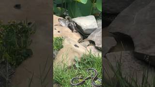 The Eastern Garter Snake was successful in capturing baby birds [upl. by Seale941]